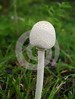 Chlorophyllum Molybdites Mushroom in rainy season