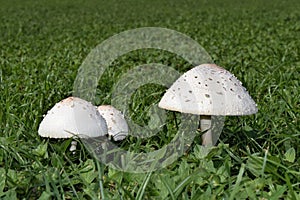 Chlorophyllum molybdites Mushrooms
