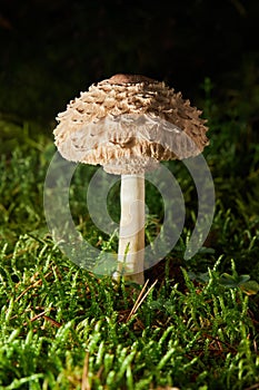 Chlorophyllum olivieri, formerly Macrolepiota olivieri, known as Shaggy Parasol