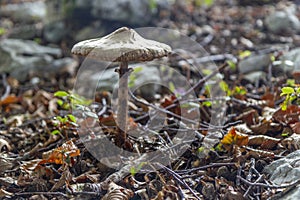 Chlorophyllum olivieri mushrooms