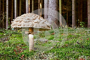 Chlorophyllum olivieri in the natural environment.