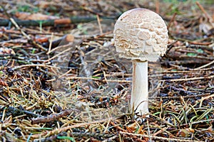 Chlorophyllum rachodes in the natural environment