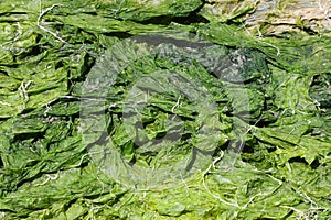 Chlorophyta green algae drying in sun