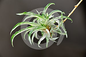 Chlorophytum