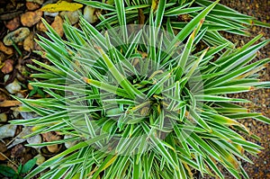 Chlorophytum bichetii