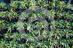 Chlorophytum bichetii photo