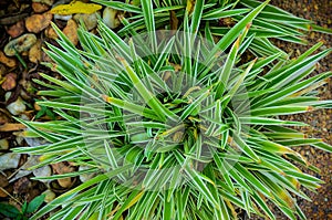 Chlorophytum bichetii photo