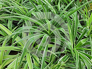 Chlorophytum bichetii is a succulent plant with white underground rhizomes. The slender, green leaves