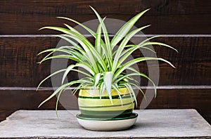 Chlorophytum comosum also known spider plant in a pot on the wooden fence background photo