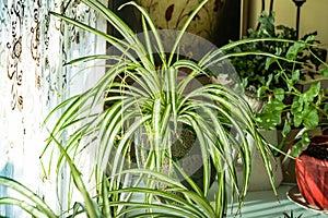 Chlorophytum comosum houseplant in house