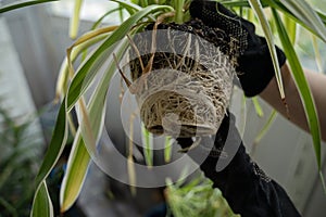 chlorophytum comosum its root system close-up