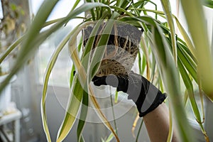 chlorophytum comosum its root system close-up.