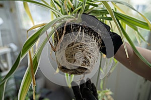 chlorophytum comosum its root system close-up