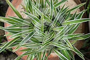 Chlorophytum Comosum plant