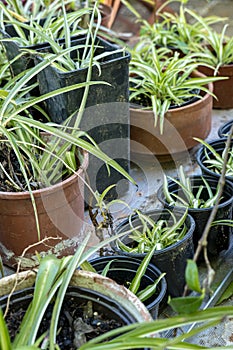 Chlorophytum comosum plant in a detail of a Mediterranean style garden