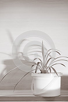 Chlorophytum comosum with shadow on wooden background
