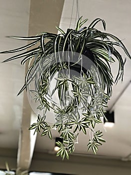 Chlorophytum comosum or Spider plant or Airplane plant or Spider ivy or Ribbon plant.