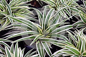 Chlorophytum comosum or Spider plant or Airplane plant or Spider ivy or Ribbon plant.