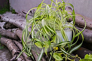 Chlorophytum comosum, spider plant and a branch of scindapsus