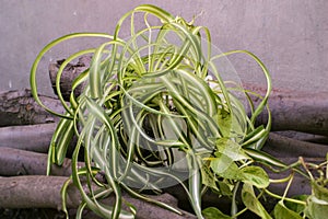 Chlorophytum comosum, spider plant and a branch of scindapsus photo