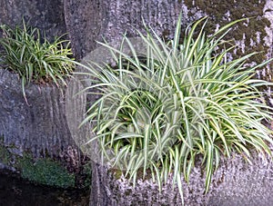 Chlorophytum comosum or spider plant photo