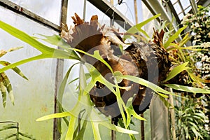 Chlorophytum comosum or spider plant. Close up of leaves.