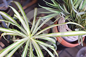 Chlorophytum comosum - Spider Plant top view