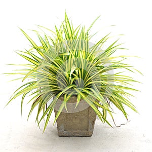 chlorophytum comosum ( spider plant ) on white