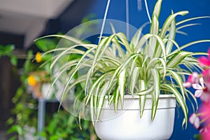 Chlorophytum comosum, Spider plant  in white hanging pot / basket, Air purifying plants for home, Indoor houseplant photo