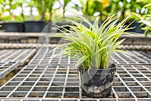 Chlorophytum comosum (spider plants) in a pot for sale
