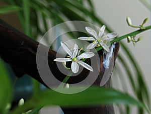 Chlorophytum comosum, white flower close up