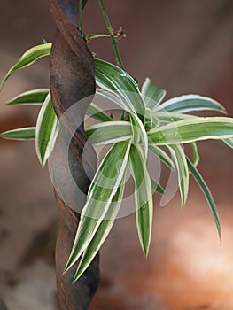 Chlorophytum green plant in its splendor