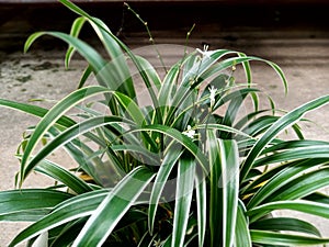 Chlorophytum laxum