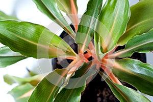 Chlorophytum orchidastrum â€œGreen Orangeâ€ Asparagaceae family