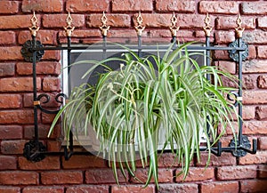 Chlorophytum plant near the grated window
