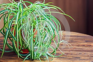 Chlorophytum in white flowerpot on wooden background . Ornamental plants in pot /Variegatum,comosum. Spider Plant