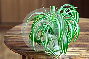 Chlorophytum in white flowerpot on wooden background . Ornamental plants in pot /Variegatum,comosum. Spider Plant