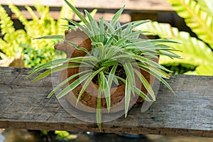 Spider Plant