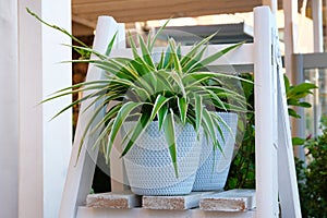 Chlorophytum in white flowerpot on wooden shelf . Ornamental plants in pot. Variegatum,comosum houseplant. Spider Plant