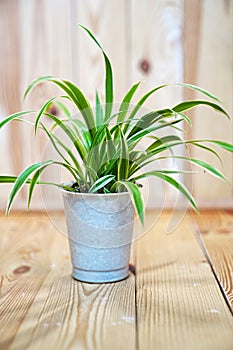 Chlorophytum in a white pot on a wooden background. houseplant.