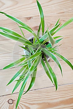 Chlorophytum in a white pot on a wooden background. houseplant.