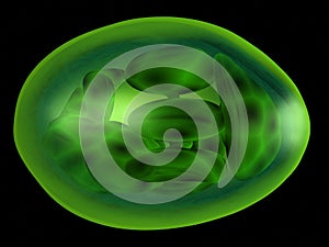 Chloroplast photo