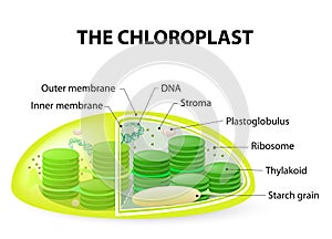 Chloroplast