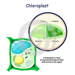 Chloroplast anatomy. Structure of a plant cell