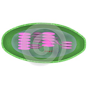 Chloroplast