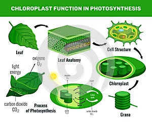 Chloroplast Photosynthesis Infographic Elements photo