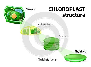 Chloroplast structure