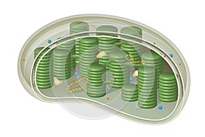 Chloroplast, structure within the cells of plants and green algae photo