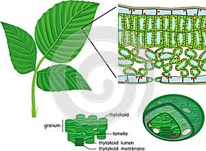 Chloroplast, thylakoid and sectional diagram of plant leaf microscopic structure