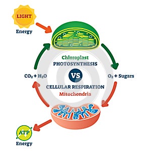 Chloroplast vs mitochondria process educational scheme vector illustration. photo